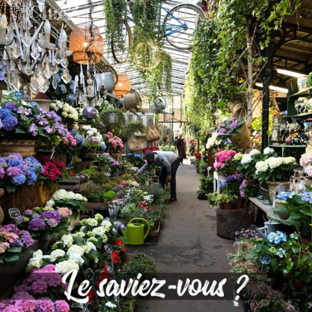 Le Saviez-Vous ? Le Marché aux Fleurs Reine Elizabeth II, un joyau du patrimoine floral parisien !🌸
-
Situé sur l'Ile de la Cité, c'est un lieu incontournable pour les amateurs de fleurs et de plantes. Ce marché a été inauguré en 1983 en l'honneur de la reine Elizabeth II, lors de sa visite officielle à Paris.👑
-
Ce marché abrite une cinquantaine d'étals proposant une large variété de fleurs, de plantes d'intérieur, et de plantes d'extérieur, ainsi que des accessoires. Les étals sont souvent familiaux, perpétuant une tradition de qualité et de service.🌷
-
C'est aussi un lieu de rencontre et de convivialité, où les habitués et les touristes se mêlent pour partager leur passion des fleurs et des plantes. Les vendeurs, connus pour leur accueil chaleureux, sont toujours prêts à partager leurs conseils et leur expertise. 🌼
-
Aujourd'hui, bien que la ville de Paris ait beaucoup évolué, le Marché aux Fleurs Reine Elizabeth II reste un lieu de tradition et de charme, où l'ambiance de la vie parisienne est toujours préservée. C'est un lieu incontournable pour ceux qui cherchent à embellir leur intérieur ou leur extérieur avec des fleurs fraîchement cueillies.🌹
-
#Paris #MarchéAuxFleursReineElizabethII #Fleurs #Plantes #Tradition #Histoire #ParisSecret #Patrimoine #Convivialité #ClueZ #ClueZParis #LeSaviezVous #Flower #Flowers #ReineElizabeth #Decoration